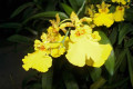 Oncidium-001