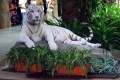 06-Cut-out-of-a-White-Bengal-Tiger