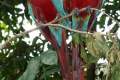 07-Scarlet-Macaws-Ara-macao