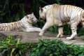 08-White-Bengal-Tigers