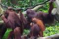10-Sumatran-Orangutan-family