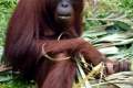 11-Female-Sumatran-Orangutan