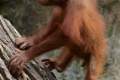 12-Baby-Sumatran-Orangutan