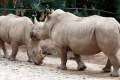 13-White-Rhinoceros-Square-lipped-rhinoceros-Ceratotherium-simum