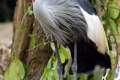 14-East-African-Crowned-Crane-Grey-Crowned-Crane-Balearica-regulorum