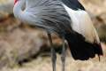 15-East-African-Crowned-Crane-Grey-Crowned-Crane-Balearica-regulorum