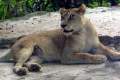 23-African-Lioness