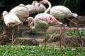 24-Greater-Flamingos-Phoenicopterus-ruber