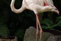 25-Greater-Flamingos-Phoenicopterus-ruber