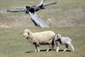 Stockinbingal-Ewe-and-lamb