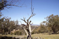 Stockinbingal-on-Gogobilly-Hill-farm-visible-in-left-clearing