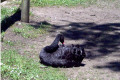 Ballarat-black-swan