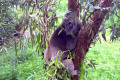 Healesville-Sanctuary-Koala