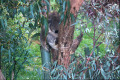 Healesville-Sanctuary-another-koala