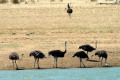 Lake-Cairn-Curran-roaming-emus