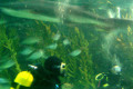 Melbourne-Aquarium-swim-with-shark-1