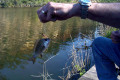 Tambo-River-BIG-Bream