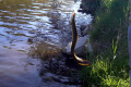 Tambo-River-eel