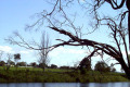 Tambo-River-fishing-tree