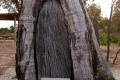 Taungurung-rest-area-Scarred-tree