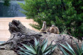 Weribee-Zoo-meerkats