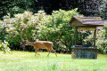 003-Eatonville-deer-outside-Angels-home