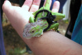 052-Close-up-of-chameleon