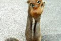 074-MSH-sharing-lunch-with-friendly-squirrel-at-CWR-cafe