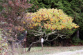 002-Sumac-tree-10-Oct-03