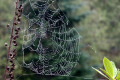 020-spiderweb-22-10