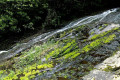 Tarra-Falls-2006-Tarra-Bulga-National-Park-VIC