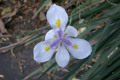 African-iris-fortnight-lily-or-morea-iris-Dietes-iridioides-Iridaceae