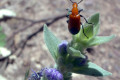 Austral-bugle-Ajuga-australis-with-bug