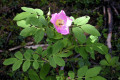 Alberta-Rose-or-Prickly-Wild-Rose-BC