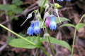 Bluebell-Lungwort-BC