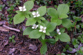 Dwarf-dogwood-Bunchberry-or-Pigeonberry-1-BC