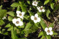 Dwarf-dogwood-Bunchberry-or-Pigeonberry-2-BC