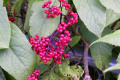 Elderberries-not-edible-Mt-St-Helens-WA
