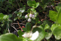 Lingonberry-flowers-1-BC
