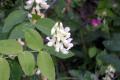 Many-flower-Beardtongue-Penstemon-multiflorus-BC
