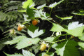 Salmonberry-Rubus-spectabilis-NorthWestTrek-WA
