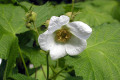 Thimbleberry-flower-BC
