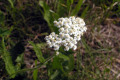 Yarrow-Achillea-millefolium-BC