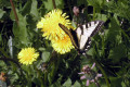 butterfly-on-Balsamroot-Balsamorhiza-sagittata-close-up